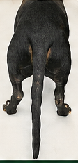 Tail restoration after