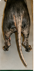 Tail restoration before